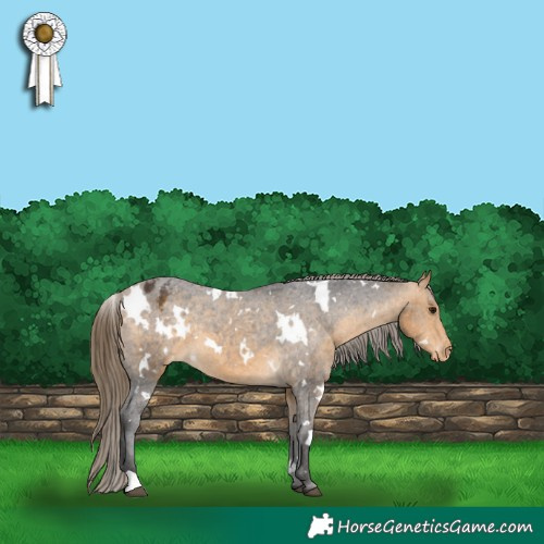 Horse Color:White Spotted Buckskin Varnish