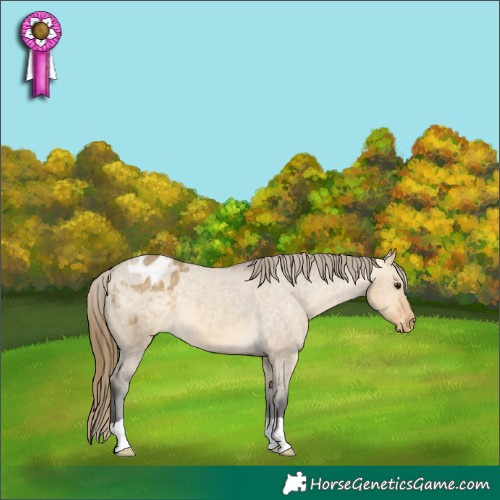 Horse Color:Buckskin Dun Blanket 