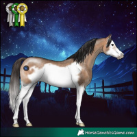 Horse Color:Bay Dun Splash Frame Rabicano