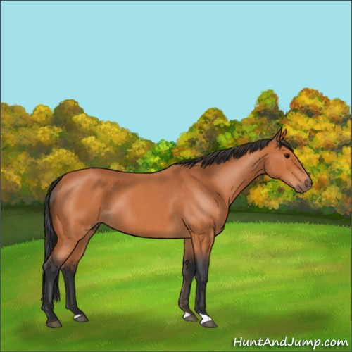Horse Color:Bay Roan 