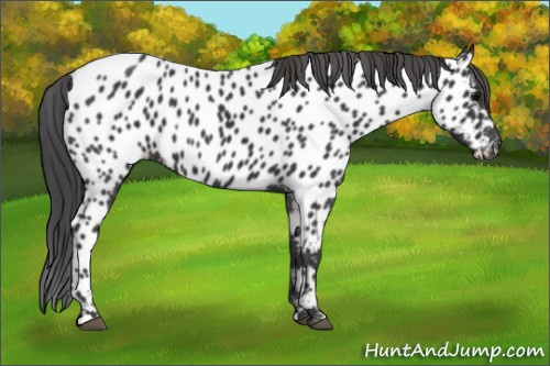 Horse Color:Black Near Leopard