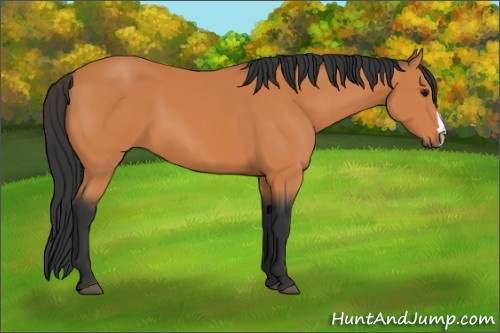 Horse Color:Bay 