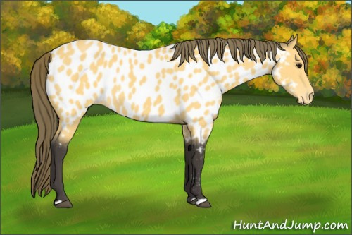 Horse Color:Buckskin Near Leopard 