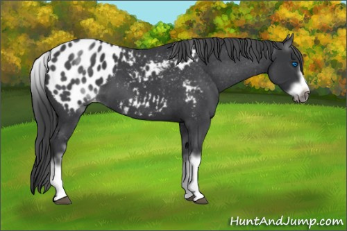 Horse Color:White Spotted Blue Roan Splash Frame Appaloosa 