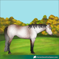 Horse Color:Gray Bay 