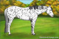 Horse Color:White Spotted Blue Roan Splash Frame Appaloosa 