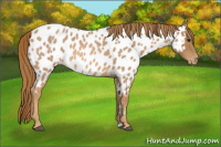 Horse Color:Red Roan Appaloosa 