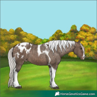 Horse Color:White Spotted Silver Brown Dun Tobiano Appaloosa 