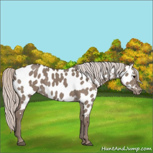 Horse Color:Silver Grullo Appaloosa