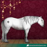 Horse Color:Gray White Spotted Brown 