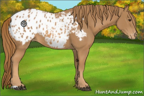 Horse Color:Chestnut Appaloosa 