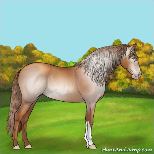 Horse Color:Gray Gold Champagne 