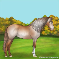 Horse Color:Gray Gold Champagne 