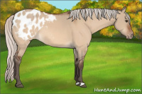 Horse Color:Silver Brown Dun Appaloosa 