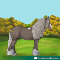 Horse Color:Silver Black Splash Tobiano Rabicano