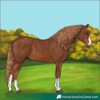 Horse Color:Chestnut 