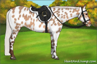 Horse Color:Silver Brown Dun Appaloosa 