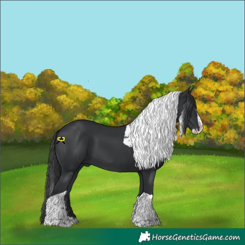 Horse Color:Black Splash Tobiano