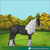 Horse Color:Black Splash Tobiano