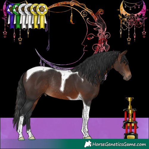 Horse Color:Brown Tobiano Rabicano 