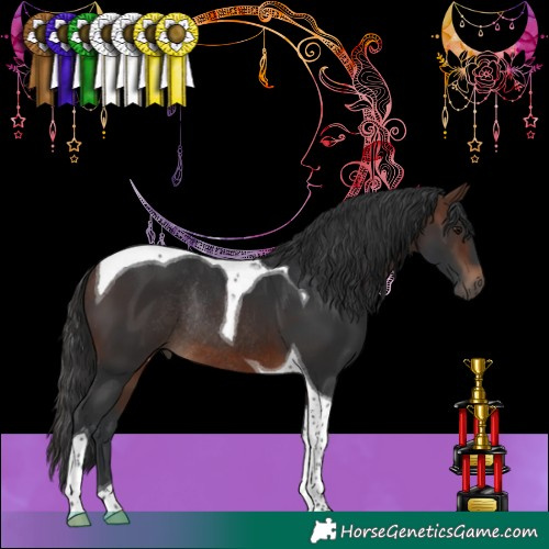 Horse Color:Brown Tobiano Rabicano 