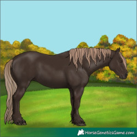 Horse Color:Liver Chestnut Rabicano 