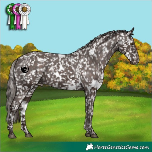 Horse Color:White Spotted Liver Chestnut Appaloosa 
