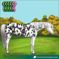 Horse Color:White Spotted Liver Chestnut Appaloosa 