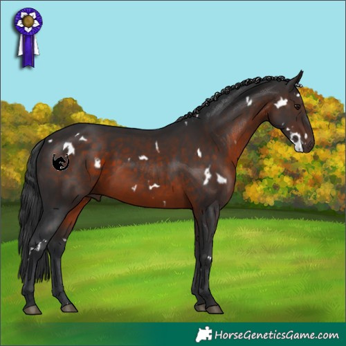 Horse Color:White Spotted Brown 