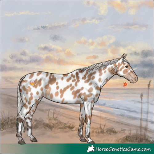 Horse Color:Silver Brown Dun Near Leopard
