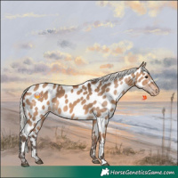 Horse Color:Silver Brown Dun Near Leopard 