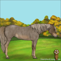 Horse Color:Chocolate Palomino Roan 
