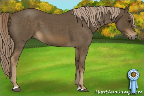 Horse Color:Chocolate Palomino Roan 