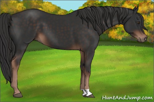 Horse Color:Liver Chestnut