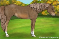 Horse Color:Chocolate Palomino Roan 