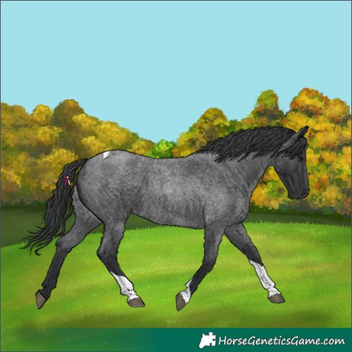 Horse Color:Blue Roan Tobiano 