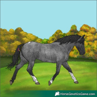 Horse Color:Blue Roan Tobiano