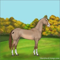 Horse Color:Red Dun Splash