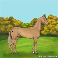 Horse Color:Palomino 
