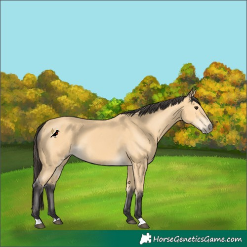 Horse Color:Buckskin 
