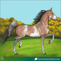 Horse Color:White Spotted Bay Sabino Frame