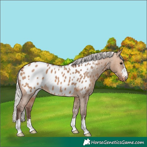 Horse Color:Silver Brown Dun Appaloosa 