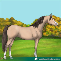 Horse Color:Amber Champagne 