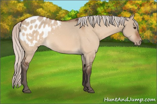 Horse Color:Silver Brown Dun Appaloosa