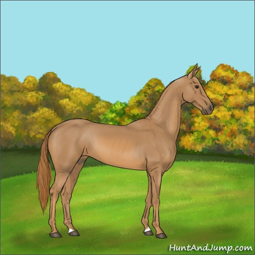 Horse Color:Chestnut 