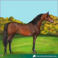Horse Color:Bay 