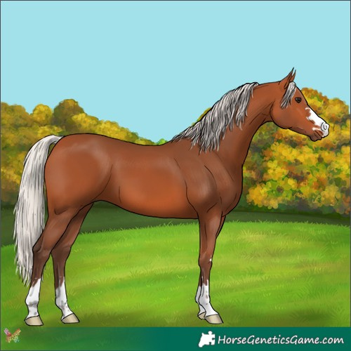 Horse Color:Silver Bay