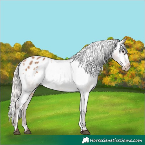 Horse Color:Silver Brown Dun Appaloosa 