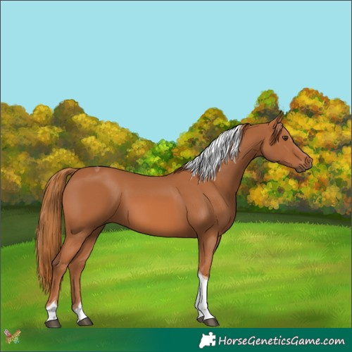 Horse Color:Chestnut Tobiano