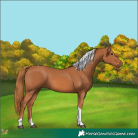 Horse Color:Chestnut Tobiano
